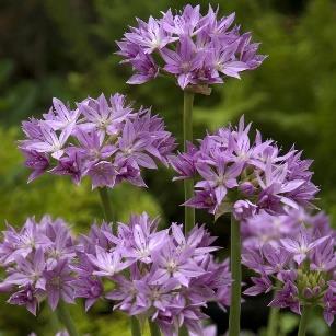 ALLIUM (Vanligtvis rådjurssäkra!