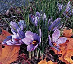 (blommar året efter plantering) 20 sativus Lök