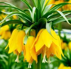 kr 19 ancyrensis Golden Bunch Lök storlek: 5+cm