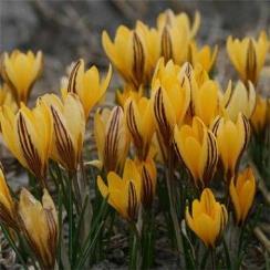 Blommar: sept-okt 5 för 40 kr /15 för 100 kr 14