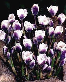 ERANTHIS (Vintergäck) (Vanligtvis rådjurssäkra!