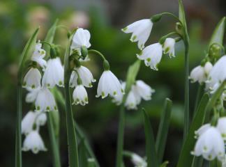 Höjd: 50-65 cm, väldränerad LEUCOJUM