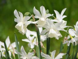 kr / 30 för 75 kr 47 Golden Apeldoorn Lök  hybrid