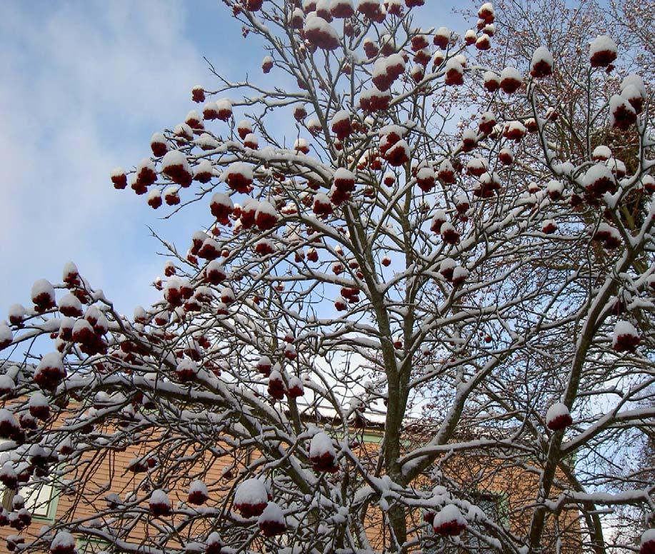 BERGFOTSBLADET Ansvarig utgivare: Lena Hedström nr 4 2007 Redaktör: Lena Hedström GOD JUL och GOTT NYTT ÅR Stamrenovering Nu är det dags!