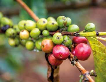 När du som konsument väljer Fairtrademärkta produkter bidrar du till att odlare och anställda får förbättrade ekonomiska villkor, genom kriterier för minimilön för anställda och ett minimipris som
