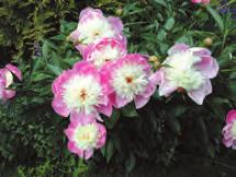 D Luktpion 139:- Paeonia lactiflora Shirley Temple Blommar: jun-juli. H: 80-90 cm.