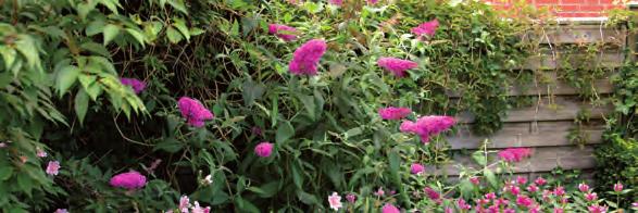 Fjärilsbuske Buddleja davidii Pink Delight Blommar i aug-okt. ca 150-200 cm. Zon 1-3. 79:- Ord.