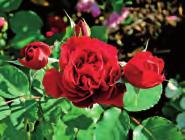 Rosor med sällskapsväxter Lavendel och Stäppsalvia trivs utmärkt tillsammans med