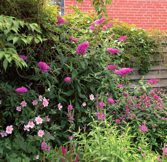 Härlig trädgårdshörna Fjärilsbuske Buddleja davidii Pink Delight