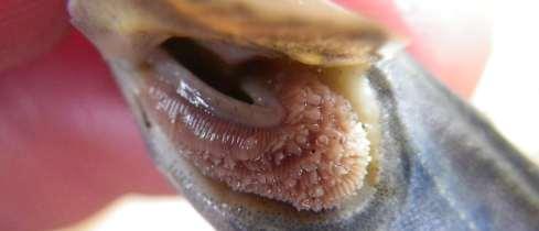 i augustis-september. Den frilevande larven är tvungen att fastna på en värdfisk för vidareutveckling till mussla och det kan inte vara vilken fiskart som helst.
