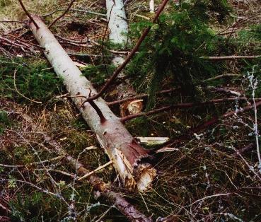 Det tar linjemontörerna hand om