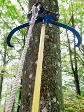 Vinsch används också med fördel om trädet är svårbedömt i fråga om lutning, grenöverhäng, skador (t ex röta) etc.