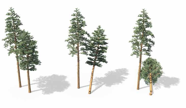 AVANCERAD TRÄDFÄLLNING Fällning runt andra träd, mindre än 20 cm i