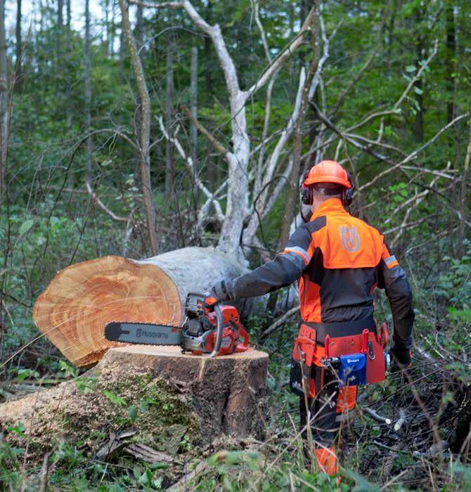 AVANCERAD TRÄDFÄLLNING Fällning av försvagade träd. Med försvagade träd avses träd som är döda, ihåliga, rötskadade eller brandskadade.