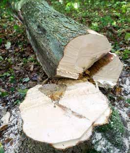 AVANCERAD TRÄDFÄLLNING Rötskadade träd. Röta angriper i huvudsak äldre och skadade träd.