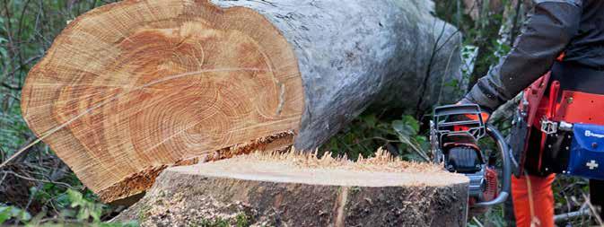 AVANCERAD TRÄDFÄLLNING Döda träd, torrträd. Torrträd bör endast avverkas när ett större antal uppkommit till exempel genom insektsangrepp eller skogsbrand.