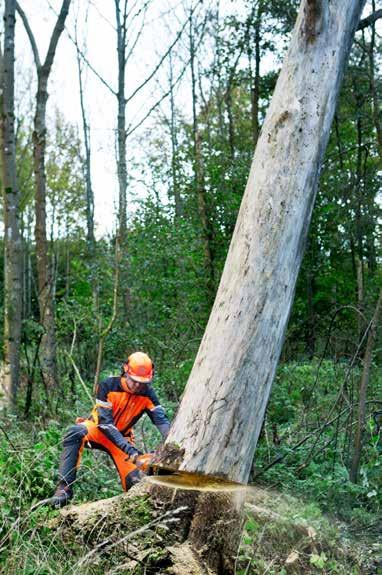 De väger dessutom mindre och kan därför vara svårare att få på fall. 1. Eftersom virket är kraftigt försvagat bör du fälla trädet i den naturliga fällriktningen.