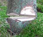En rak stam indikerar att trädet går att vrida medan en böjd stam indikerar motsatsen. Om trädet fällts fast i en kraftig klyka är det meningslöst att försöka vrida ner det.