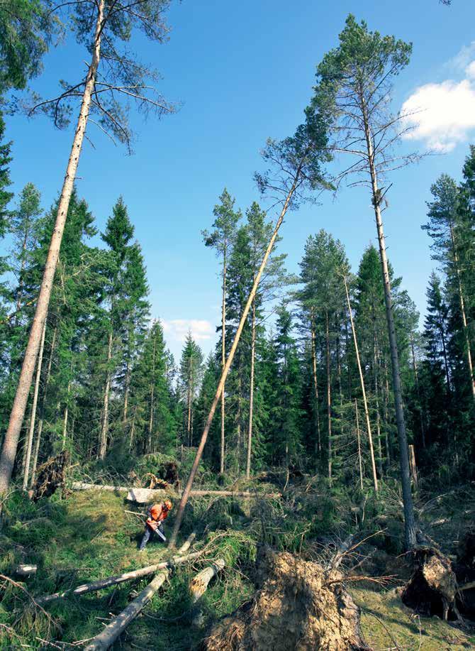 UPPARBETNING AV STORMFÄLLD SKOG UPPARBETNING AV STORMFÄLLD SKOG Avverkning av stormfälld skog är ett av de farligaste arbetena med motorsåg.