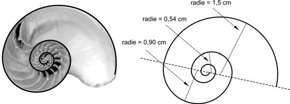 I denna uppgift ska du använda och undersöka en modell med vars hjälp du kan beräkna längden hos spiralen i snäckskalet.