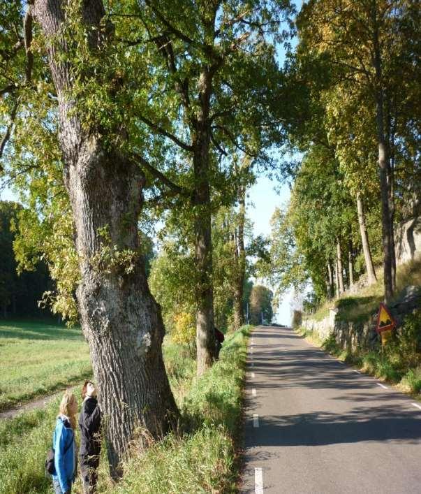 vägträd Trafikverkets