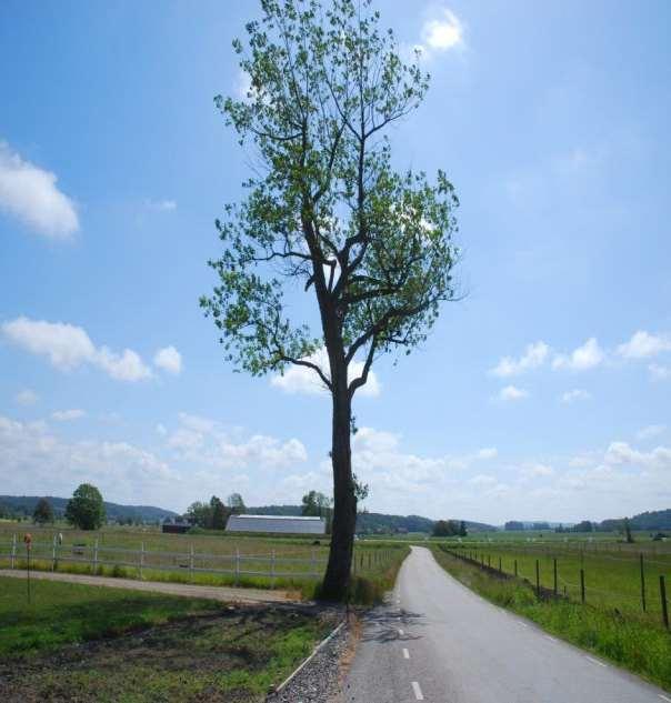 Träd alléer, vägträd Driftområde Göteborg-
