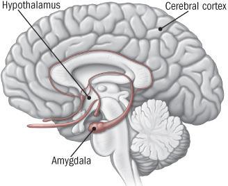 Kroppens stressystem Amygdala (mandelkärnan) tar emot information från alla sinnen.