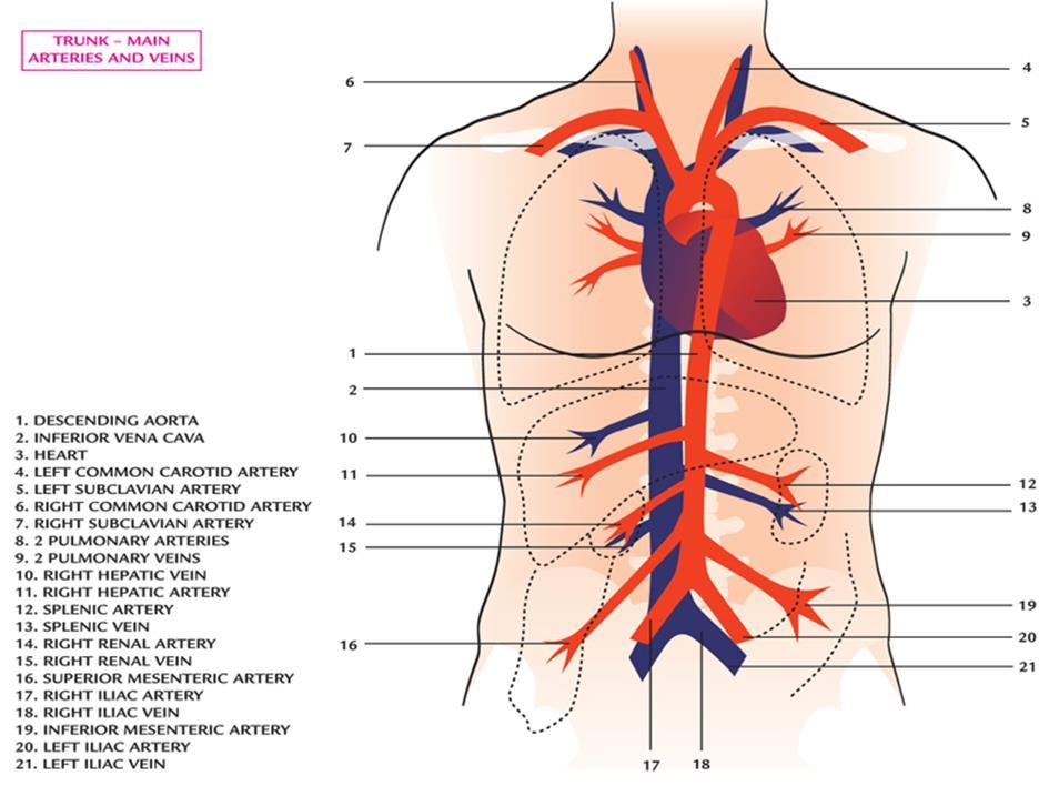lungvenen (från lungorna till hjärtat. Skelettmusklernas rörelser trycker fram blod genom kärlen. Ventiler i endotelskiktet i venerna förhindrar ett bakåtflöde av blodet.