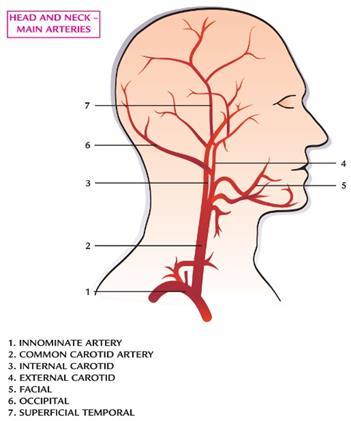 Varje gång hjärtat pumpar ut blod i artärerna utvidgas de lite. Detta kan man känna i pulsen, till exempel vid handleden.