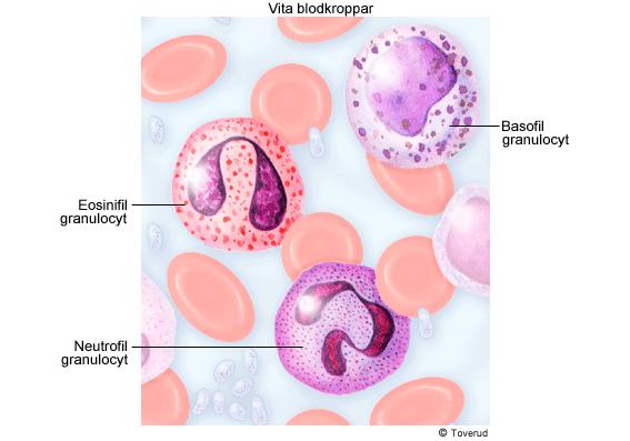 Fig 1.1 De olika typerna av granulocyter (Basofil, Eosinofil och Neutrofil) [5] De neutrofila granulocyterna bildas i benmärgen vid myelopoesen under inverkan av olika tillväxtfaktorer.