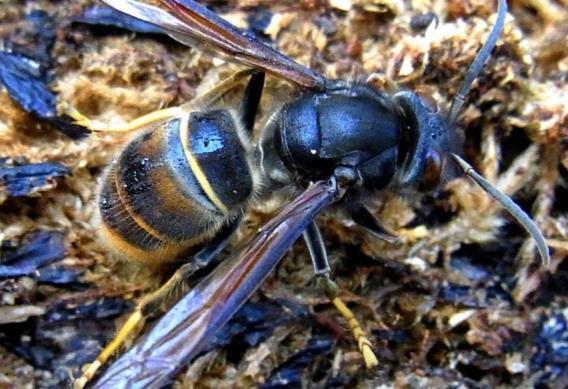 Nyheter Mördargetingen hotar svenska honungsbin Den asiatiska rovgetingen, även kallad mördargetingen, kan utgöra ett hot mot biodlingar i Sverige framöver.