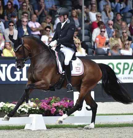 HESSELHØJ DONKEY BOY 1335 Vinnare av 5-års Dressyrchampionatet 2017! Bronsmedaljör vid UnghästVM i Ermelo 2017! Redan vid premieringen 2015 blev hingsten utnämnd som ett flaggskepp för dansk hästavel.