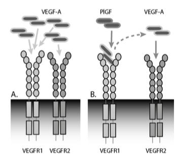 Cardiovascular