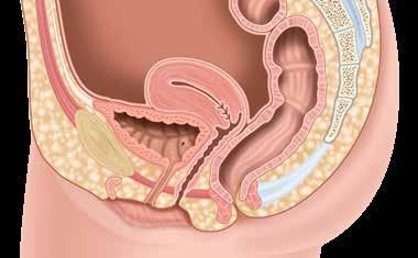 KVINNANS ANATOMI Kvinnans urinrör är 3 5 cm långt. Urinrörets yttre öppning är belägen mellan klitoris och vaginal - öppningen.