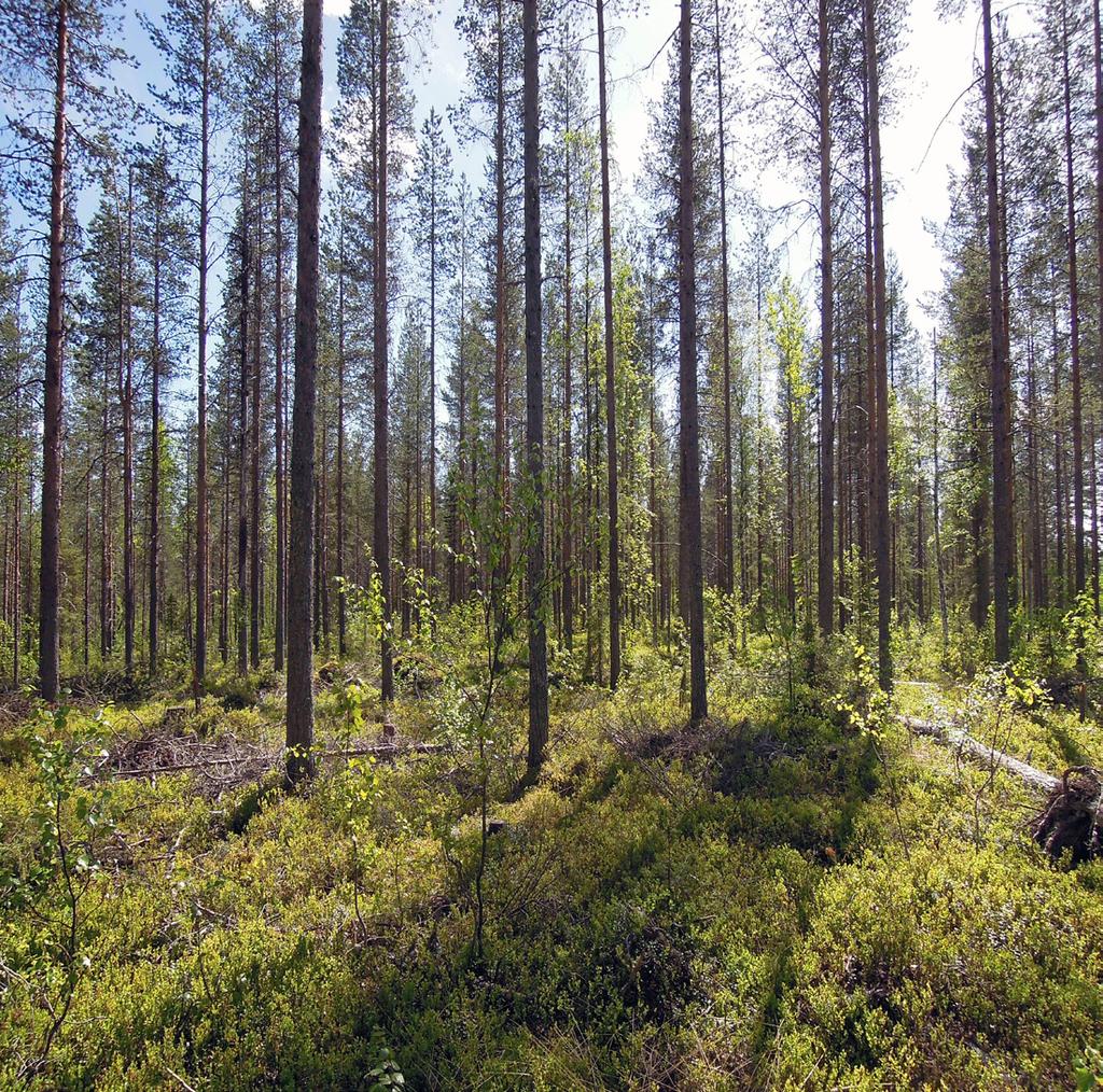 Skogsfastighet i Överkalix Obebyggd skogsfastighet med fina ung- och gallringskogar i tre skogsskiften strax utanför Överkalix. Fastigheten ingår i Hedens jaktområde.