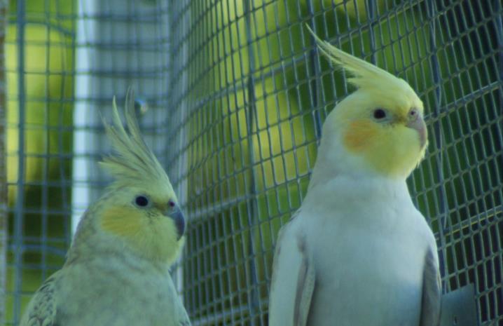 Det är en recessiv mutation men den är co-dominant över whiteface. Creamface Dominant Yellowcheek Denna mutation påverkar endast kindfläckarna och gör de gula istället för orangea.