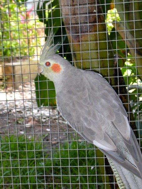 Recessiv silver Även den recessiva silvermutationen påverkar pigmentet i den grå fjäderdräkten och gör att fågeln får en ljusare grå eller brun ton.