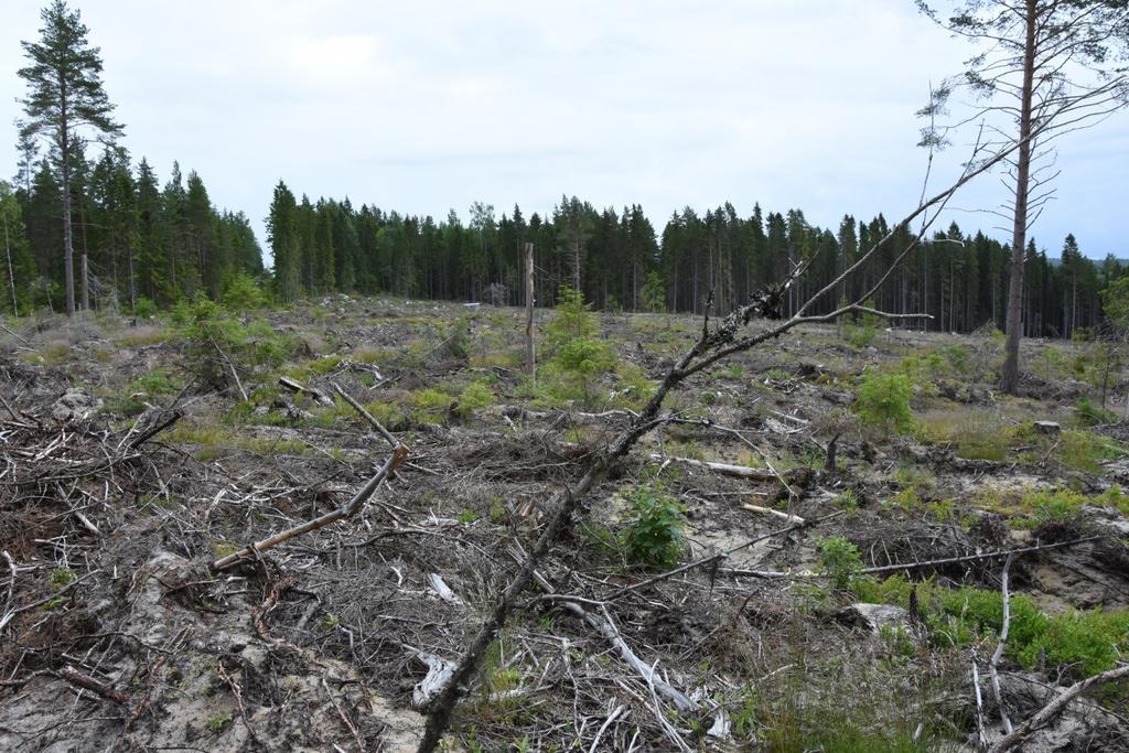 8 Figur 3. Översikt av det markberedda området vid Raä 433. Foto från sydväst.