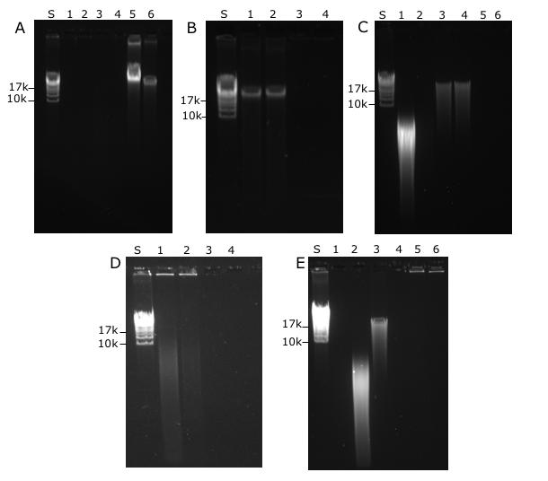 Figur 1. DNA extraktioner analyserade på 0,4% agarosgel för visualisering av storlek och eventuell degradering av DNA. A) DNA extraherat med Purelink.