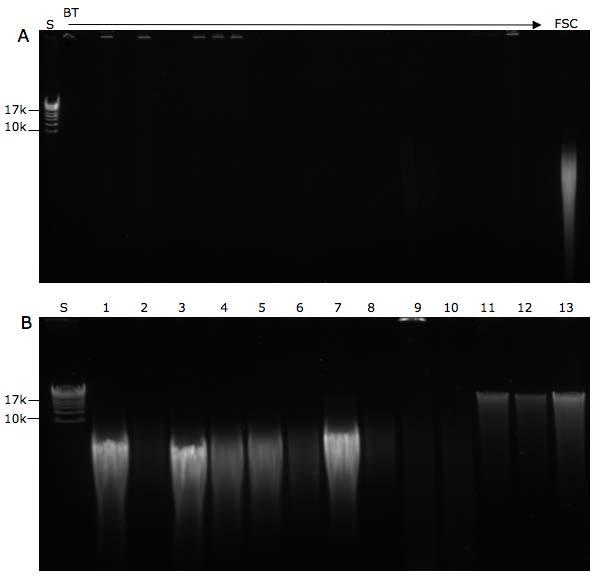 Figur 2. DNA extraktioner analyserades på 0,4% agarosgel för att visualisera DNA:ts storlek och eventuell degradering efter rening.