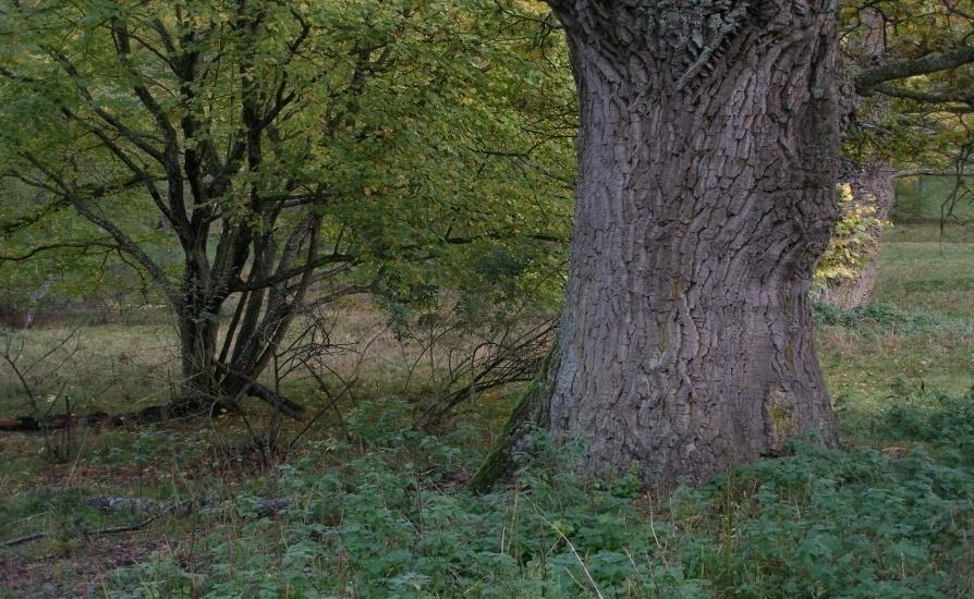 Kompensationsåtgärder Natura 2000, utdrag ur EU -kommissionen handbok Innan kompensationsåtgärder utformas måste identifieras: De arter som påverkas och ungefärlig andel av den totala populationen