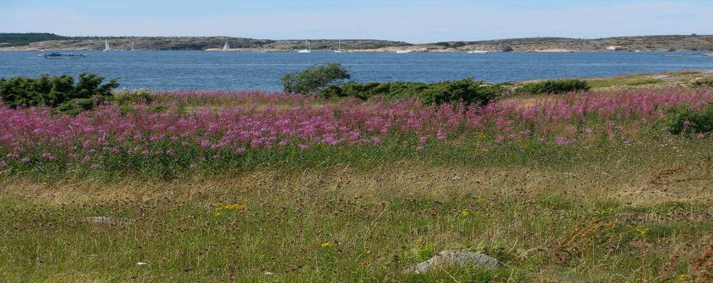 Viktiga frågor att diskutera: Trots kompensation: sker en nettoförlust i landskapet? Ej tillräckligt att endast utse nya N2000-områden? Hur lång tid innan kompensationen fungerar ekologiskt sett?