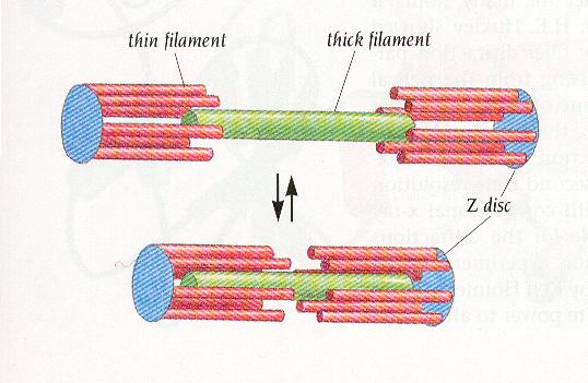 Frank-Starling-mekanismen sbehandling Syftar till att hemodynamiskt underlätta för hjärtat - sänka preload och afterload Leder till symtomlindring och mortalitetsreduktion sbehandling - akut Orsak?