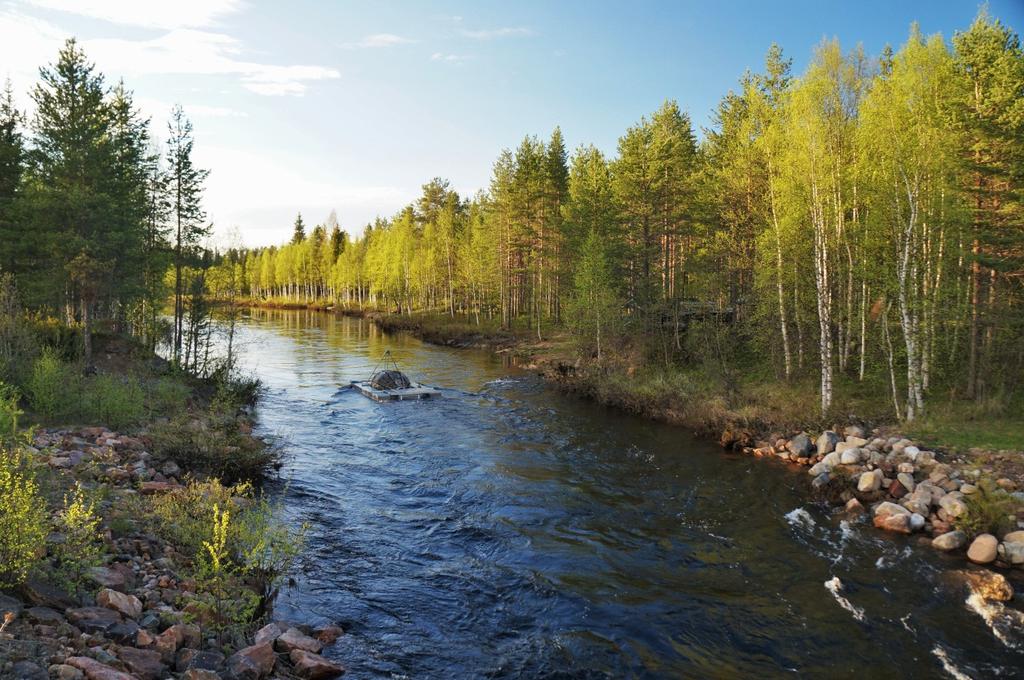 Smoltskruv i Äkäsjoki i början av