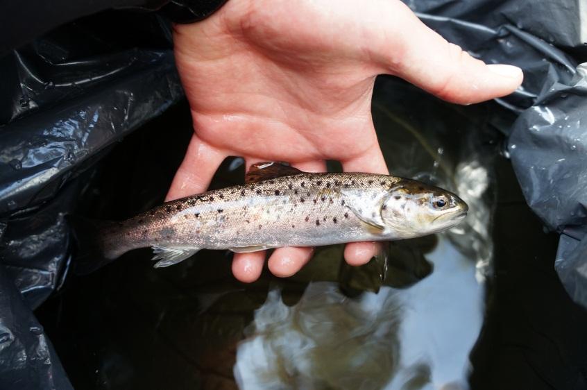 Öringen på den övre bilden har bara några kännetecken på