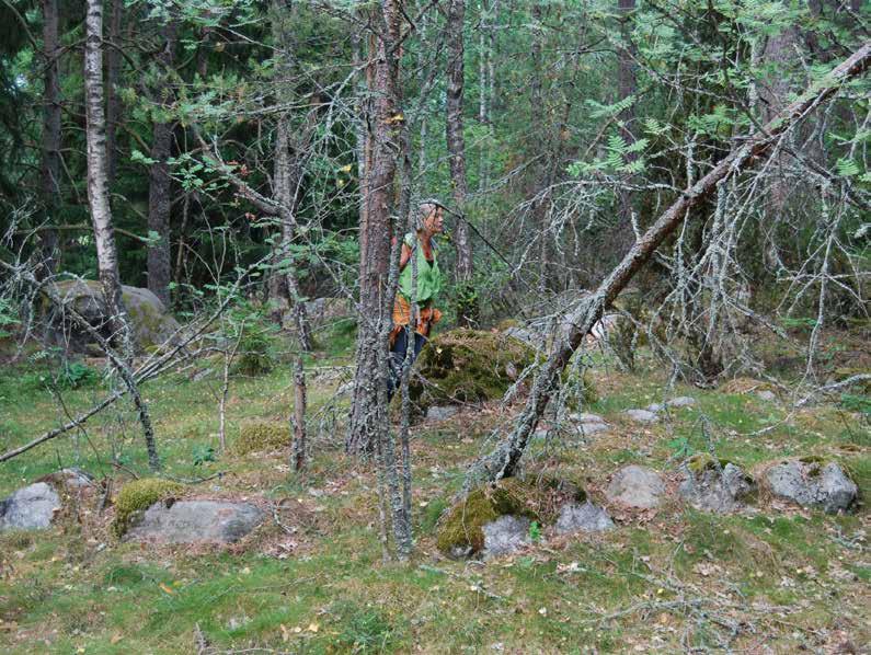FORNTIDSVANDRING NÄRA STAN Plats 2: Årbyskogen PLATS 2 Årbyskogen I Eskilstuna kommun finns det ungefär 2 500 gravar och gravfält från järnåldern.