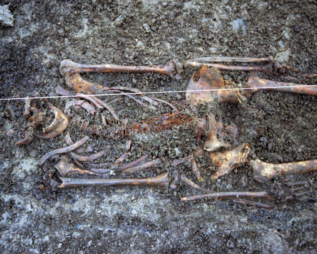 Skelett av Estrid. Foto: Lars Andersson. Är skelettet Estrid? Men är skelettet verkligen Estrid?
