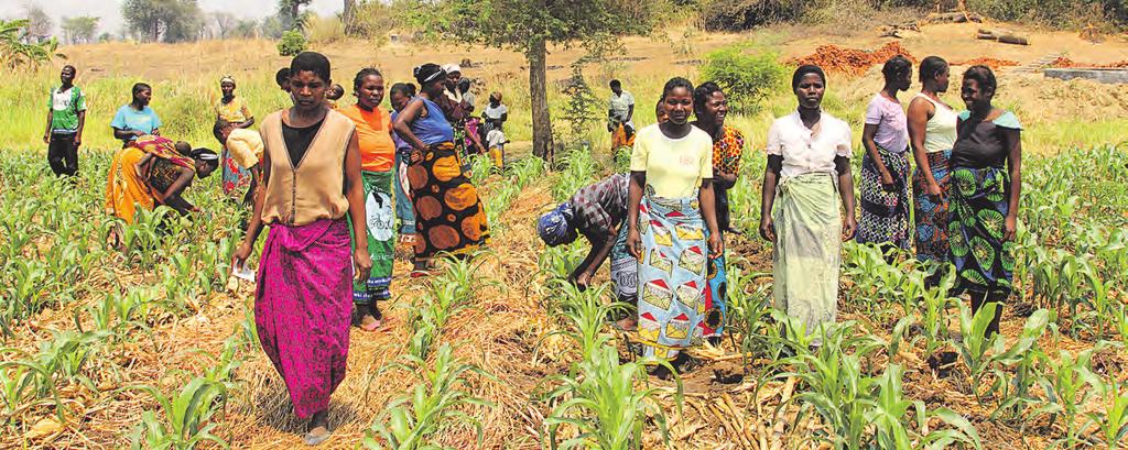 Bönderna i Malawi är till största delen kvinnor och det de odlar är framför allt majs, stapelfödan i landet. Här är majsfältet i Dzimbiya Cluster. på lantbruk i någon form.