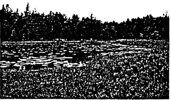 Lilla Alsjön är oligotrof och en referensprovtagningssjö i kalkningssammanhang och har således ej blivit kalkad. Omgivningarna präglas av ostörd tallhedskog.