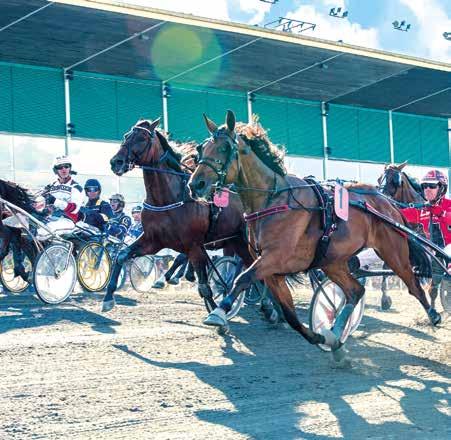 F. jagar fullträff Viking Kronos dominant i Svskt Travdery Hästarna i Michelss Bil - Svskt Travdery Hästarna i Derystoet 6 Svskt Travdery gom tiderna 8 Derystoet gom tiderna 0 Med Good As Gold